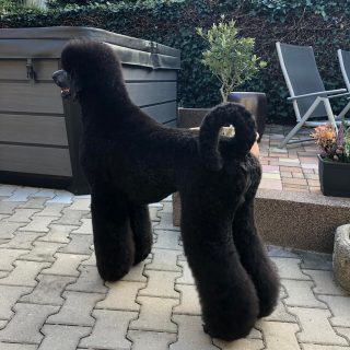 Pudl královský - foto 1