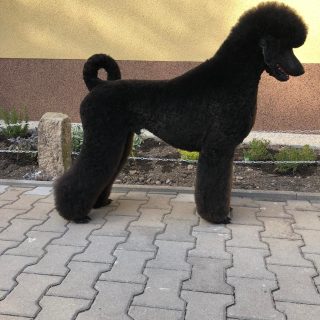 Pudl královský - foto 2