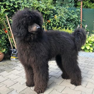 Pudl královský - foto 3