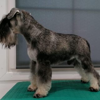 Knírač malý - foto 1