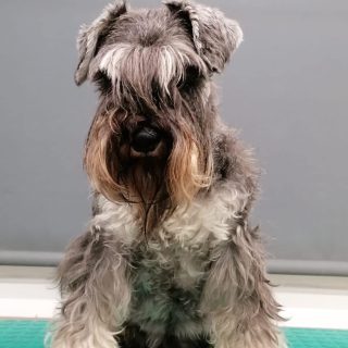 Knírač malý - foto 2