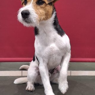 Parson russell teriér - foto 1