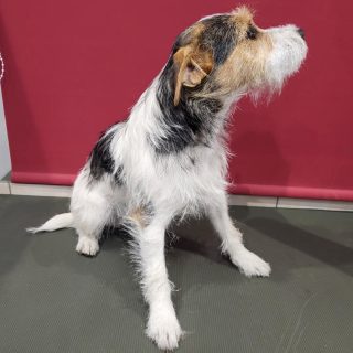 Parson russell teriér - foto 2