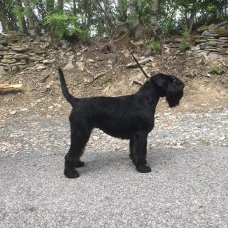 Knírač střední - foto 1